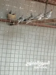  3 جاوه وملكيات