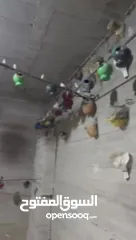  2 مزرعة فنك (زيبرا)