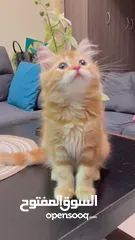 19 Cute Persian kittens