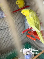  4 طيور حب (هوغو رومو)