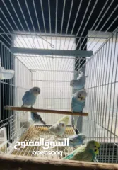  2 طيور حب بادجي