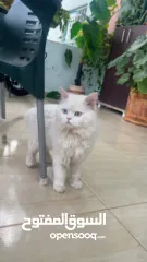  1 قطه للبيع بسعر مميز