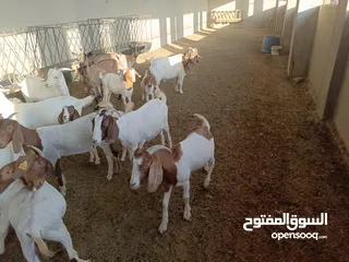  13 ماعز خليط موجود كمية