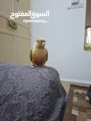  1 ببغاء كونيور طفرة بينابيل