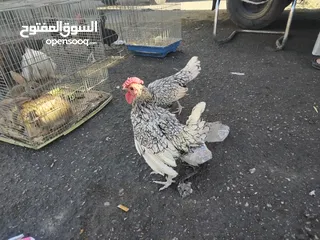  1 ديك وجاجه شبرايت للبيع الزرقاء حي شاكر