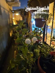  1 jasmine live plant for sale with flowers