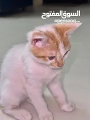  2 ققطط لتبني عمر شهرين ليس شراء