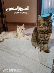  3 قطط شيرازي زوج للبيع