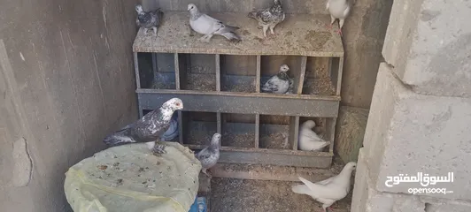  1 مطلوب مبايض للحمام والدجاج