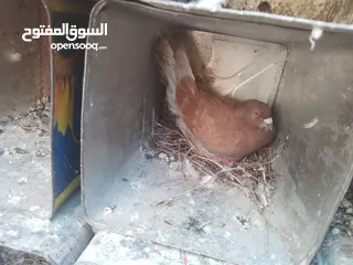  2 حمام للبيع