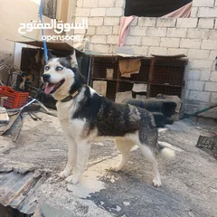  1 اناثي هاسكي في الزرقاء جنب مجمع الجديد جناعه