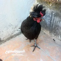  3 جاجه حب نادره زينه