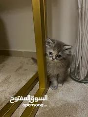  2 قطة شيرازي Persian cat