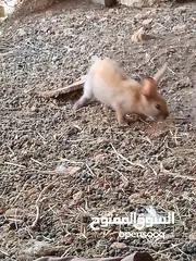  5 ارانب للبيع عدد ثلاث اناثي وذكر مع 6 افراخ عمر 3شهور
