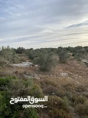  5 ارض في كور - طابو طولكرم للبيع