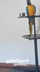  2 ببغاء مكاو ازرق للبيغ