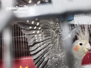  2 جوز كوكتيل مع المطير  للبيع منتج ومكفول بسعر حرق وقابل للتفاوض