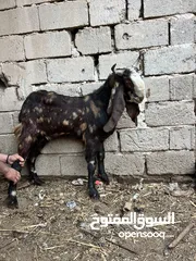  11 صخل افغاني