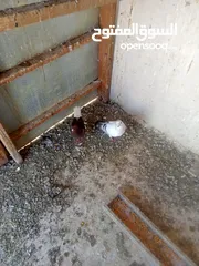 14 حمام للبيع