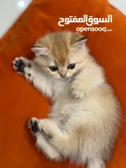  1 قطط للبيع عمره شهرين نوعين مختلفين سعر كل واحد واحد 130