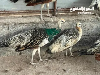  1 للبيع زوجين طاؤوس مستوى قوي بايد مع بلاك