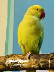  1 باذن الله جوز ببغاء دره هندي أليفات ومتكلمات