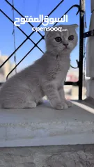  1 قطط سكوتش فولد مكس للبيع بسعر رمزي
