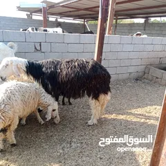  1 خروف فحل البيع سمين كلش