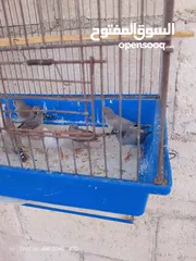  2 موجود عاصفير جنه شغال للبيع
