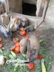  1 أرنب بلدي عمر4شهور