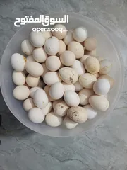  1 بيض بلدي عدد 30 حبة للتواصل واتس اب