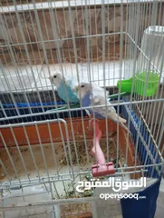  1 جوز هوقو رومو شغالات للبيع. مع القفص السعر20 دينار،، ماشاء الله