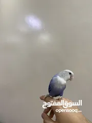  5 روز أليف للبيع