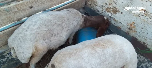  5 عمان جاوا عبرتين عمر ثمانيه اشهر