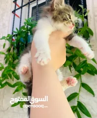  2 قطة صغيرة للبيع ( عمر شهرين تقريباً )