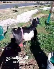  1 عنز سن جمع اعشار شهر ونص