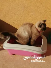  16 بسينة هملايا عمرا سنة