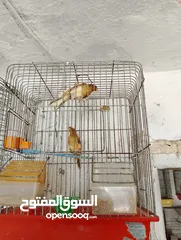  2 جوز كنار جوكر