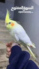  9 كوكتيل لاتينو مع قفصه للبيع