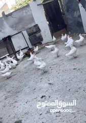  1 حمام كيرنو