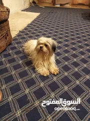  1 كلابشدزوه اليف