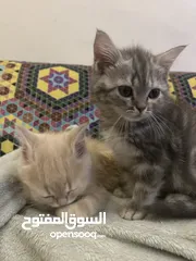  2 2 kittens for sale قطط للبيع