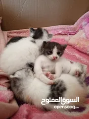  3 قطة هملايا مع اطفالها(4)  للتبني بسعر رمزي  لعدم الخبرة