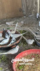  24 Dove bird pigeon دوف مكس للمهتمين للتربية منتج