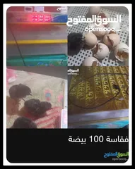  5 قفاسة للبيع 100 بيضة