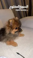  2 Male Pomarian best price