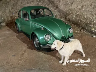  4 الاسم (سنوبي )  النوع (غولدن ريتريفر )