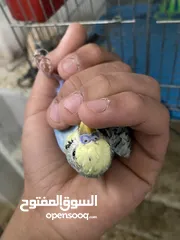  1 جوزين لف بيرد