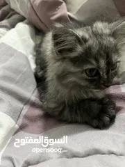  4 قطة شيرازي مع حاجاته