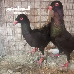  9 حمام للبيع